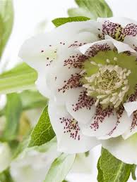 Image result for Nieswurz