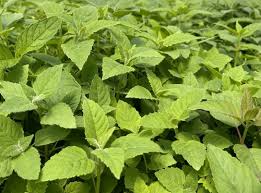 Attēlu rezultāti vaicājumam “Diderma montanum stalked”