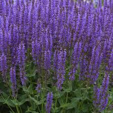 Attēlu rezultāti vaicājumam “Salvia nemorosa leaf”