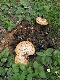 Attēlu rezultāti vaicājumam “Polyporus squamosus”