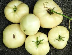 Afbeeldingsresultaat voor broad ripple yellow currant tomato