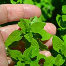 Image result for Origanum majorana