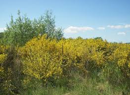 Attēlu rezultāti vaicājumam “Cytisus scoparius flower”
