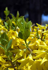 Attēlu rezultāti vaicājumam “Forsythia”