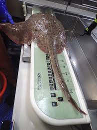 Image result for Leucoraja ocellata