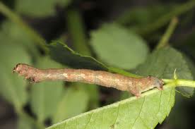 Attēlu rezultāti vaicājumam “Agriopis marginaria”