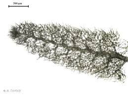 Attēlu rezultāti vaicājumam “Trichocolea tomentella”