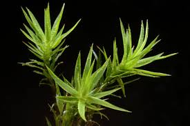 Attēlu rezultāti vaicājumam “Polytrichastrum pallidisetum”