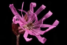 Attēlu rezultāti vaicājumam “Lychnis flos-cuculi”