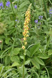 Image result for Verbascum nigrum