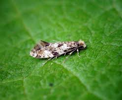 Attēlu rezultāti vaicājumam “Nemapogon cloacella”