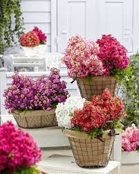 Image result for Schizanthus