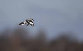 Attēlu rezultāti vaicājumam “Lanius excubitor adult”