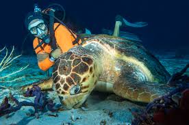 Image result for Three Seas Diving