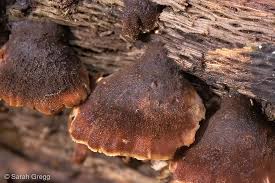 Attēlu rezultāti vaicājumam “Lentinellus ursinus”