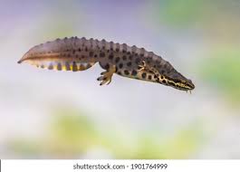 Attēlu rezultāti vaicājumam “Triturus vulgaris male”