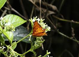 Attēlu rezultāti vaicājumam “Hoplia parvula imago”
