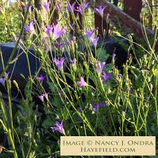 Image result for Campanula patula