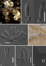 Attēlu rezultāti vaicājumam “Hyalorbilia inflatula”