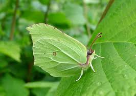 Attēlu rezultāti vaicājumam “Gonepteryx rhamni”