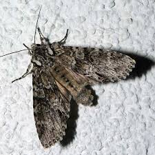 Attēlu rezultāti vaicājumam “Polia nebulosa”