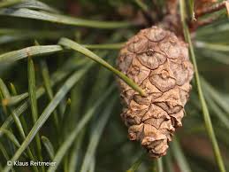 Attēlu rezultāti vaicājumam “Pinus sylvestris male flower”