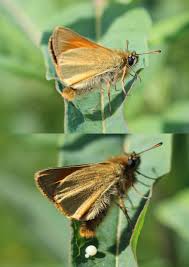 Attēlu rezultāti vaicājumam “Thymelicus sylvestris”