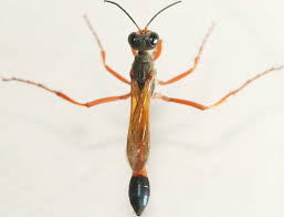 Attēlu rezultāti vaicājumam “Ammophila sp.”