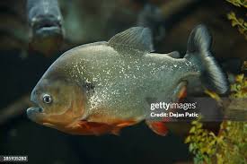 Image result for Prestatyn Piranhas