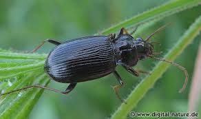 Attēlu rezultāti vaicājumam “Nebria brevicollis”