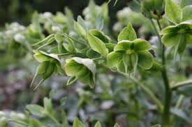 Image result for Nieswurz