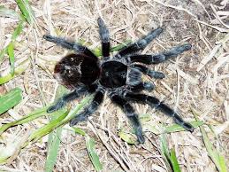 Znalezione obrazy dla zapytania Grammostola grossa