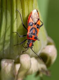 Attēlu rezultāti vaicājumam “Corizus hyoscyami imago”