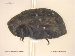 Attēlu rezultāti vaicājumam “Byrrhidae”