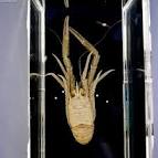 腰折海老、Squat lobster） - via Daymix