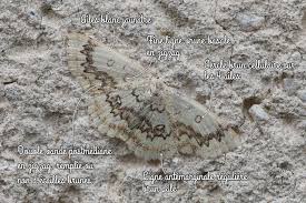 Attēlu rezultāti vaicājumam “Cyclophora annularia”