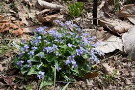 Attēlu rezultāti vaicājumam “Siphoptychium violaceum”