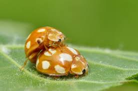 Attēlu rezultāti vaicājumam “Calvia decemguttata”