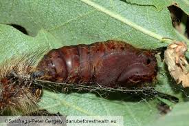 Attēlu rezultāti vaicājumam “Lymantria monacha pupa”