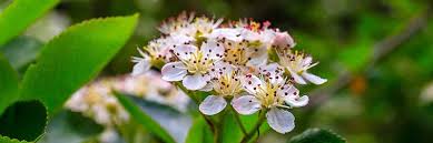 Attēlu rezultāti vaicājumam “Aronia melanocarpa flower”