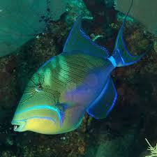 Image result for Balistes vetula