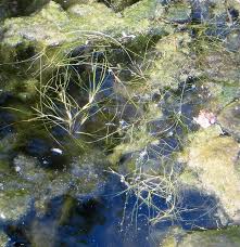 Attēlu rezultāti vaicājumam “Nitella sp.”