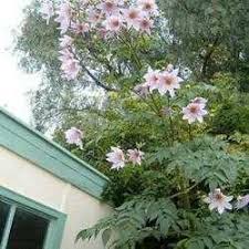 Image result for Dahlia x pinnata `Decorative Giants`