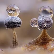 Attēlu rezultāti vaicājumam “Physarum album stalked”