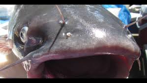 Image result for Ictalurus furcatus