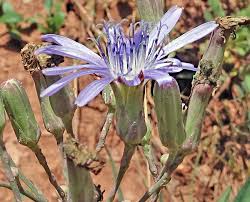 Attēlu rezultāti vaicājumam “Lactuca tatarica bud”