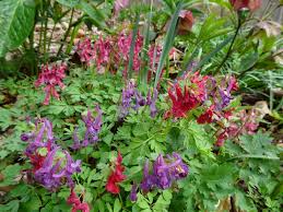 Attēlu rezultāti vaicājumam “Corydalis solida”