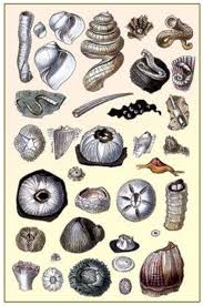 Attēlu rezultāti vaicājumam “Annelides”