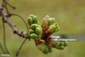 Attēlu rezultāti vaicājumam “Cerasus bud”