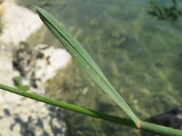 Attēlu rezultāti vaicājumam “Poa compressa”